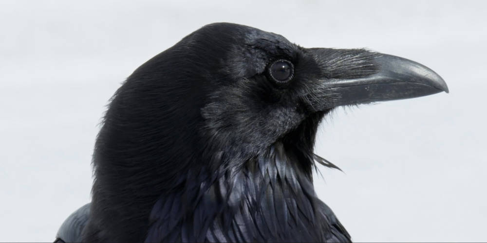 Krähen