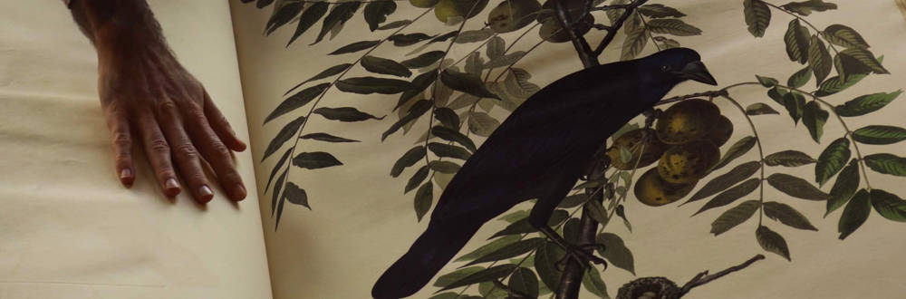 Birds of America